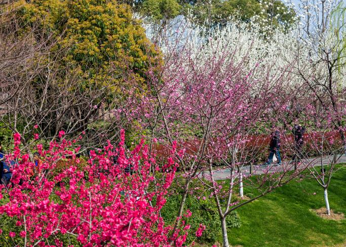 本周六，圩墩公園共赴一場(chǎng)桃花之約