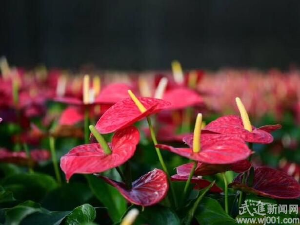 祝莊園藝10萬盆紅掌、鳳梨滯銷