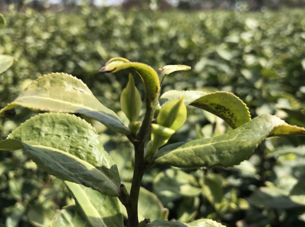 外地采茶工來了 雪堰春茶又遇銷售難 