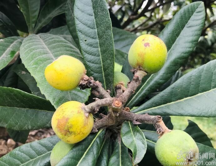 雪堰南山費(fèi)巷茶果場(chǎng)的枇杷即將上市