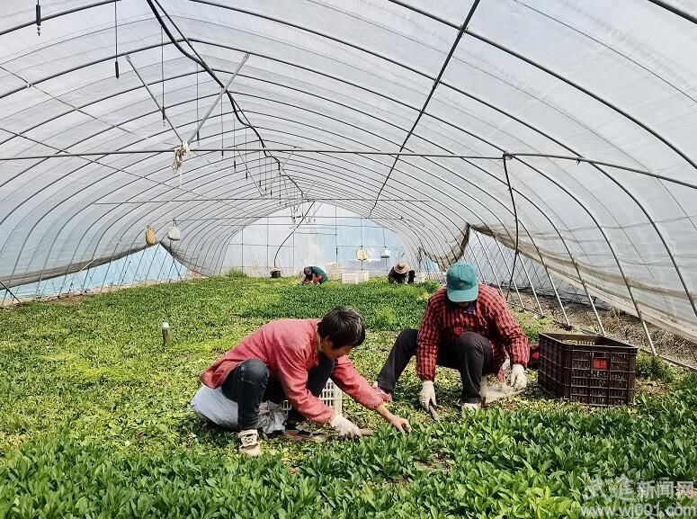 前黃家庭農(nóng)場(chǎng)研制成功“馬蘭茶”